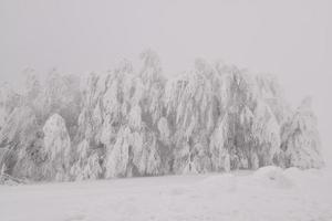 montagna foresta paesaggio su un' nebbioso inverno giorno foto