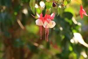 fucsia hybrida nel serra, Ratisbona, Germania foto