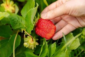 giardinaggio e agricoltura concetto. donna azienda agricola lavoratore mano raccolta rosso maturo fragola nel giardino. donna raccolta fragole bacca frutta nel campo azienda agricola. eco salutare biologico casa cresciuto cibo concetto. foto