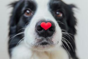 st. concetto di san valentino. ritratto divertente simpatico cucciolo di cane border collie con cuore rosso sul naso isolato su sfondo bianco, primo piano. adorabile cane innamorato a san valentino fa un regalo. foto