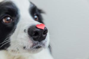 st. San Valentino giorno concetto. divertente ritratto carino cucciolo cane confine collie Tenere rosso cuore su naso isolato su bianca sfondo, vicino su. bello cane nel amore su san valentino giorno dà regalo. copia spazio. foto