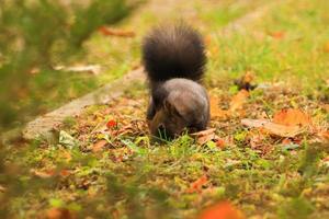 europeo rosso scoiattolo mangiare noccioline nel il parco foto