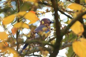 Garrulus glandario. uccello nel autunno colori. il selvaggio natura di il Germania. bellissimo e colorato autunno. foto