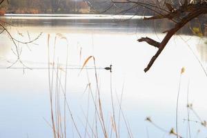 grande crestato svasso uccello galleggiante su il Danubio fiume foto