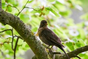 un' Comune merlo, turdus merula, seduta su un' albero ramo foto