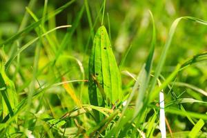 verde erba e vegetazione su il campo foto