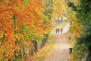 persone a piedi su il strada lungo il autunno alberi foto