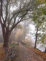 autunno paesaggio vicino il Danubio fiume, Ratisbona città, Europa. a piedi depressione il foresta su un' nebbioso giorno. foto