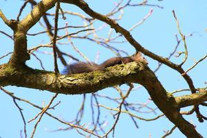 ritratto di eurasiatico rosso scoiattolo arrampicata su albero nel il parco foto