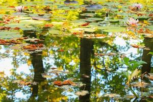 pittoresco le foglie di acqua gigli e colorato acero le foglie su acqua nel stagno, autunno stagione, autunno sfondo foto