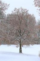 bianca neve su un' spoglio albero rami su un' gelido inverno giorno foto