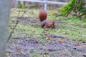curioso eurasiatico rosso scoiattolo sciurus volgare nel il parco ricerca per cibo su il terra foto