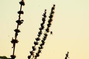 ragno silhouette nel il erba a tramonto foto
