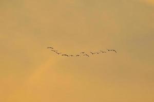 uccelli volante in tramonto cielo foto