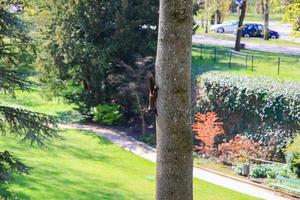 curioso rosso scoiattolo sbirciando dietro a il albero tronco foto