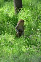 un' madre scimmia è alimentazione sua cuccioli nel il mezzo di il foresta. bambino scimmia è lattante latte a partire dal suo mothe foto