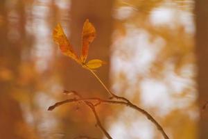 astratto Immagine di autunno rami e le foglie riflessa nel un' stagno foto