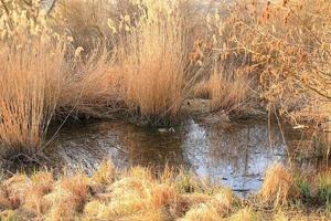 paio di germani reali su il acqua nel un' palude nel autunno tempo foto