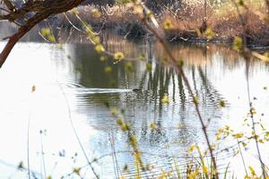 grande crestato svasso uccello galleggiante su il Danubio fiume foto