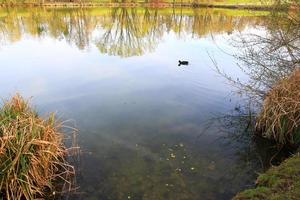 ritratto di un' folaga anatra uccello nuoto su Danubio fiume foto