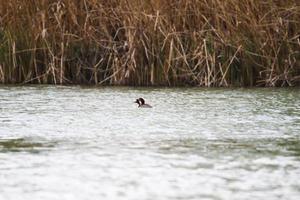 grande crestato svasso uccello galleggiante su il Danubio fiume foto