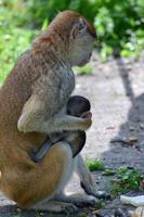 un' madre scimmia è alimentazione sua cuccioli nel il mezzo di il foresta. bambino scimmia è lattante latte a partire dal suo mothe foto