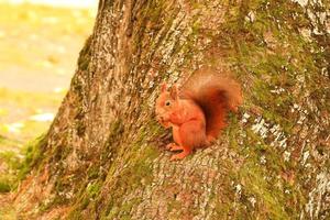 ritratto di eurasiatico rosso scoiattolo arrampicata su albero e mangiare ghianda foto