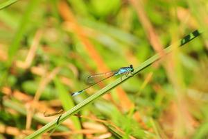 damselfly riposo su verde erba vicino il acqua ruscello foto