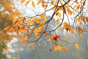 avvicinamento di acero le foglie durante autunno foto