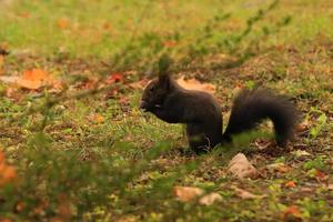 europeo rosso scoiattolo mangiare noccioline nel il parco foto