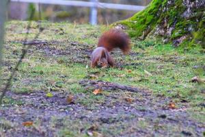 curioso eurasiatico rosso scoiattolo sciurus volgare nel il parco ricerca per cibo su il terra foto