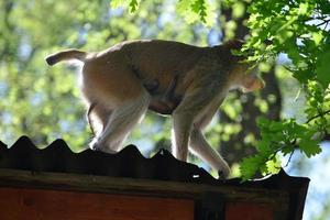 un' madre scimmia è alimentazione sua cuccioli nel il mezzo di il foresta. bambino scimmia è lattante latte a partire dal suo mothe foto