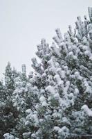 albero di pino innevato foto