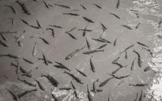 il parco nazionale dei laghi di plitvice pesce sott'acqua in acque limpide croazia. foto