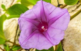 rosa viola mattina gloria capre piede strisciante spiaggia fiore Messico. foto