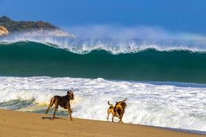 cani siamo giocando nel acqua con onde puerto escondido Messico. foto