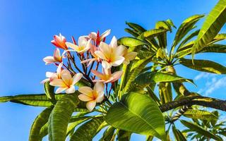 plumeria fiori rosa e gialli con cielo blu in Messico. foto