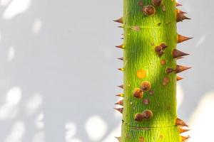 giovane verde bellissimo capok albero ceiba albero con picchi Messico. foto