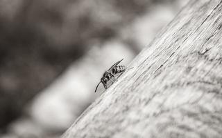 vespa arrampicata su di legno fascio nero e giallo insetti Croazia. foto