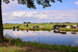 paesaggio in estate foto