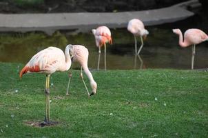 fenicotteri nel il zoo foto