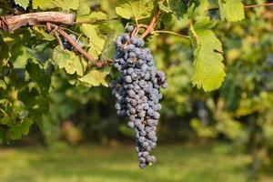 fresco uva grappolo foto