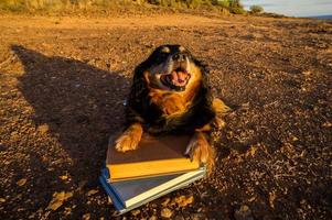 cane con libri foto