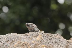 lucertola su una roccia foto