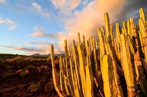 deserto Visualizza con cactus foto