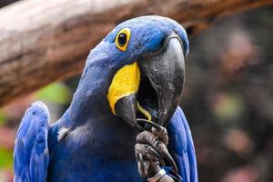blu pappagallo ritratto foto