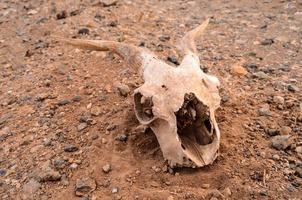 montone cranio su il terra foto