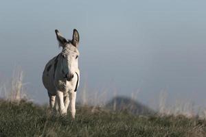 piccolo bianca cavallo nel un' montagna prato foto