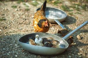 madre gallina con pulcini nel un' frittura padella foto