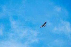 un aquila mosche nel il blu cielo al di sopra di il orobie Alpi nel Italia foto